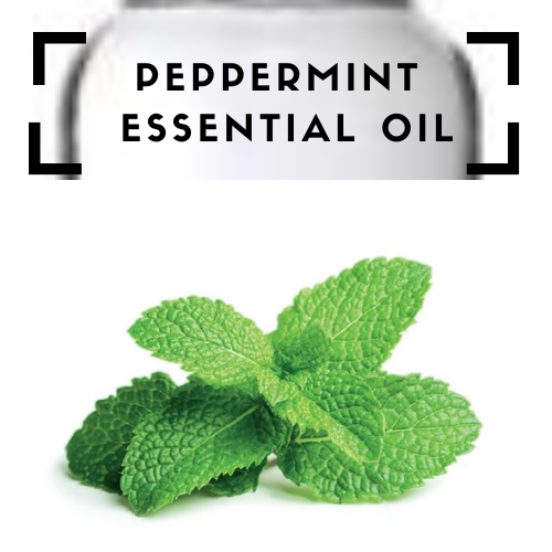 Japanese Peppermint Essential Oil Scents 4 My Soul
